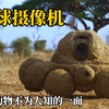 《荒野间谍4》用粪球堆成的摄像机，拍下动物不为人知的一面