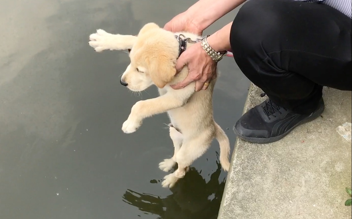 【拉布拉多犬第一次游泳】表现非常不错