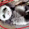 野生大熊猫幼崽“四仰八叉”独自在树洞里，等待妈妈归来