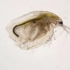 奇异水世界 显微镜下的水蚤