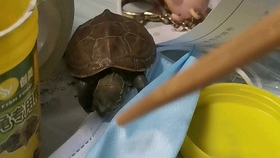 乌龟的视频真实动物 c7a95d3093dc34a727ceea28a54569e48c33a005.jpg@280w_158h_1c_100q.jpg