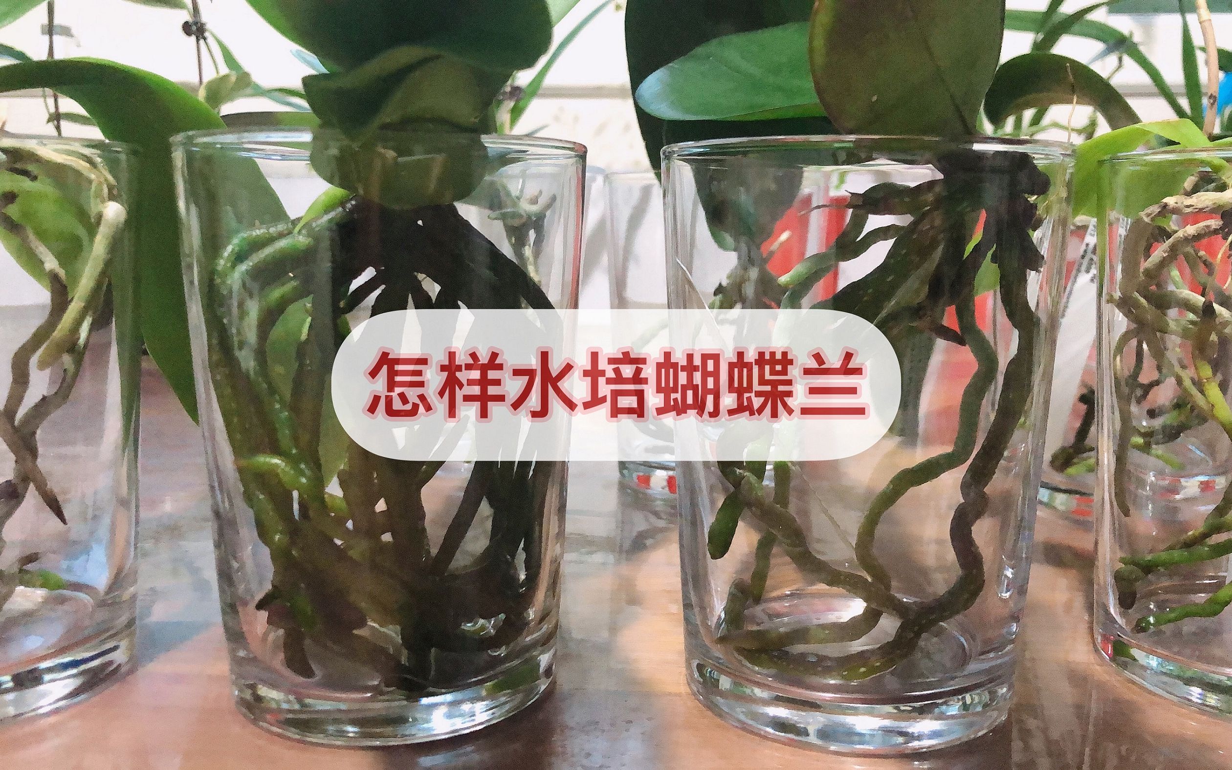 水培蝴蝶兰养护方法