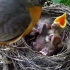 知更鸟繁殖纪实，从孵化到雏鸟出生育雏，再到离巢过程。