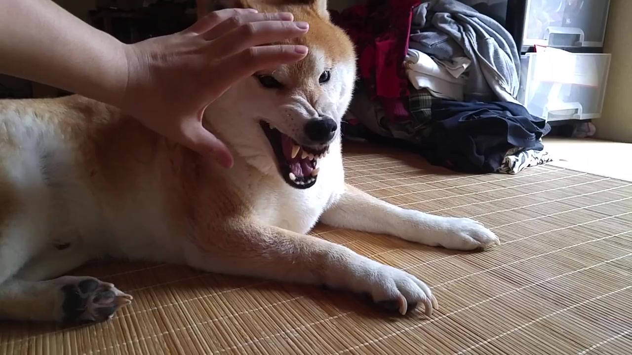 愤怒的柴犬