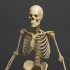 人体有多少块骨头？(下集)