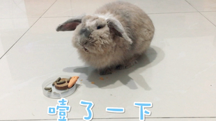 c815a241e4fe07036240ac37a5bcd24d13842cd2.jpg@310w_174h_1c_100q.jpg