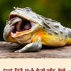 牛蛙吃蛇，用前脚把它塞进嘴里，网友：谁还不爱吃个辣条