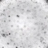 Iris 9 sCMOS相机在显微镜下拍摄的10微米聚苯乙烯小球，2.5x放大
