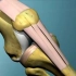 【中英文双语字幕版】【3D医学动画】膝关节韧带的解剖动画