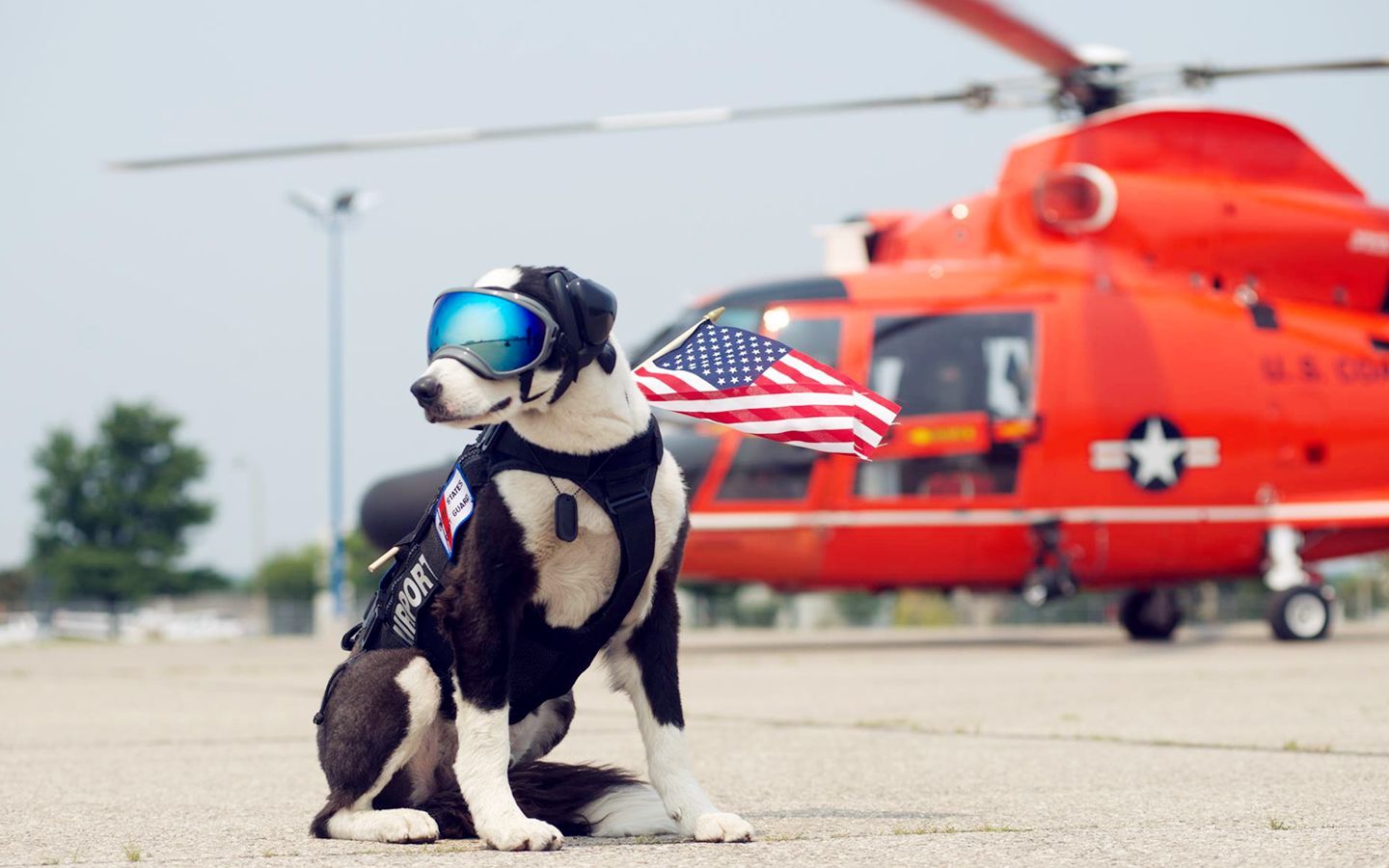 机场护卫犬！一只世界上最酷的边牧，它的工作价值上亿美元【寰球大百科274】