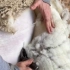 怎样剃羊毛既高效又不会弄疼小羊？牧场主50秒手把手教学，丝滑！