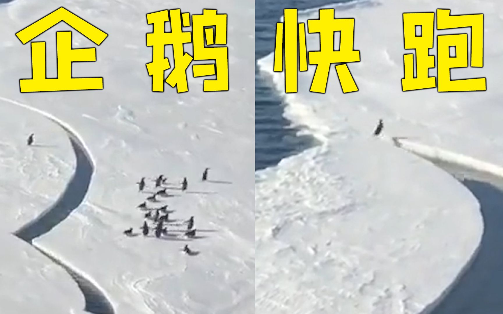 小企鹅脱队遇冰层断裂 最后一秒狂奔纵跃与伙伴团聚