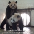 中国卧龙大熊猫博物馆科教纪录片《生命之初》
