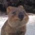 澳洲短尾矮袋鼠求抱抱的瞬间，简直萌化了~小心心送给你！