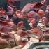 海南三亚亚特兰蒂斯水世界！好神奇的海底世界！请朋友们欣赏！