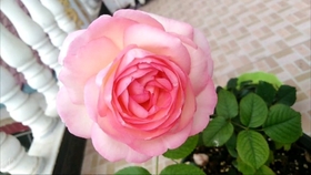 c879e80aae6d5f0d6ea36bfb43c1bc6a2a5674a6.jpg@280w_158h_1c_100q.jpg