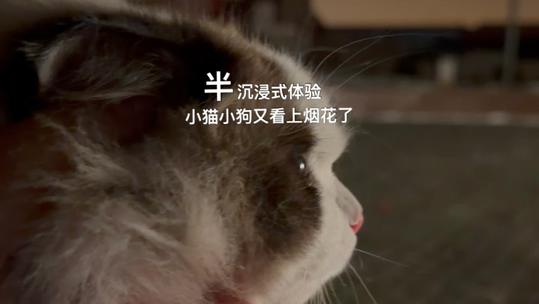 来年还带你们看烟花