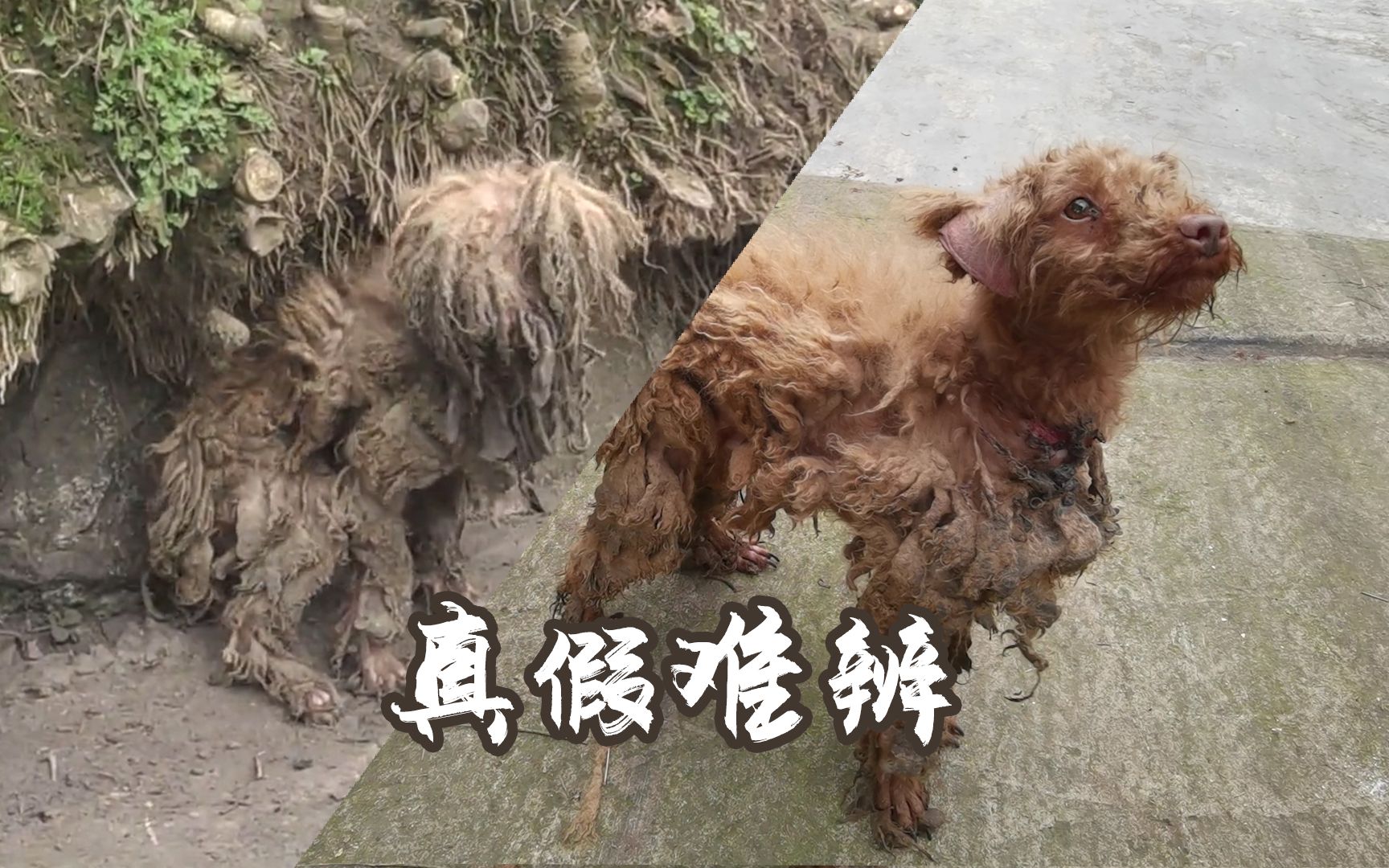 【老疯杨】满身是泥，面目全非，这次是网友救了这只狗。