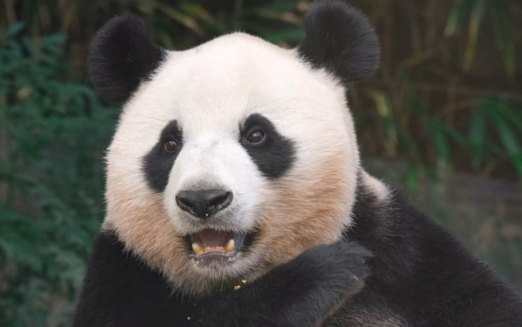 【大熊猫】英英家族-网红大熊猫家族成员全汇总_哔哩哔哩_bilibili