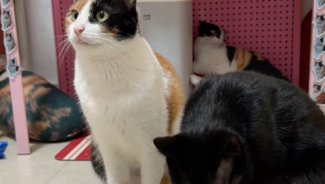 测试馋猫