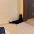 黑猫：当猫好累，不演了我下班回到家
