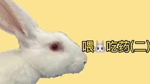 兔子吃什么药能治病 c90f90bc94d7926b4374b70eec24f18a88e77081.jpg@310w_174h_1c_100q.jpg