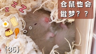 金丝熊是啥样子 c927854c027871f7fddcc15b8581e4f0fb6c5432.jpg@310w_174h_1c_100q.jpg
