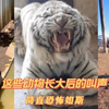 这些动物长大后的叫声简直恐怖如斯