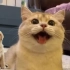 猫咪竟会“狗狗笑”，表情神态精准拿捏。网友：千万别让猫猫经常和狗狗玩！