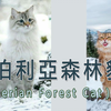 西伯利亚森林猫