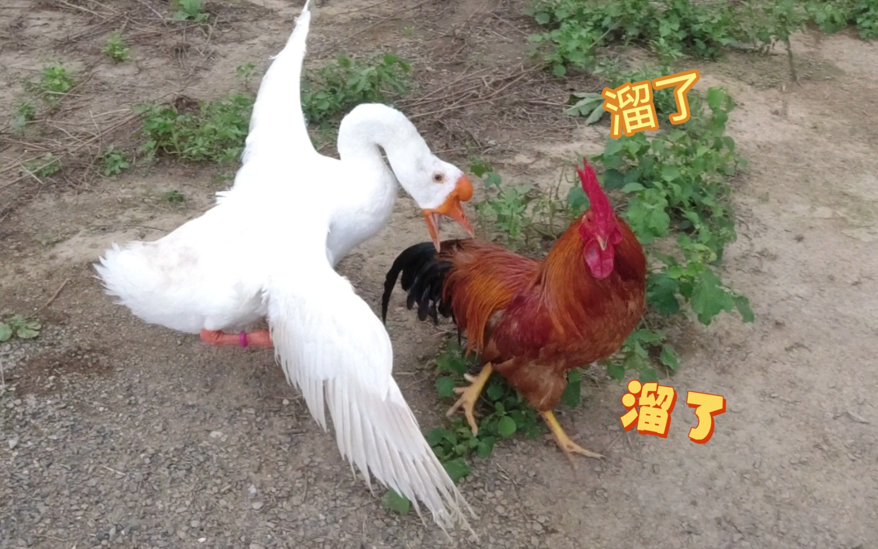 新来的公鸡喜欢咬主人，让大鹅执行家法，顺便检验一下战斗力