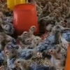小鸡太小怎么办怎么能长大 小鸡长得慢是什么原因 鸡不爱长什么原因 小鸡不长怎么回事 小鸡长不大是什么原因