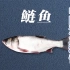 中国渔业科普系列：国民淡水鱼之鲢鱼