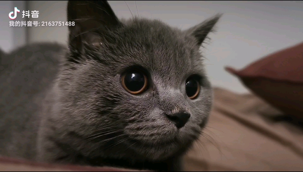【蓝猫】一只可爱的小猫咪,滴溜滴溜的大眼睛