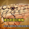 动物世界：澳大利亚恐怖的巨蜥蜴