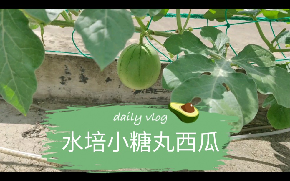 水培小糖丸西瓜成长记