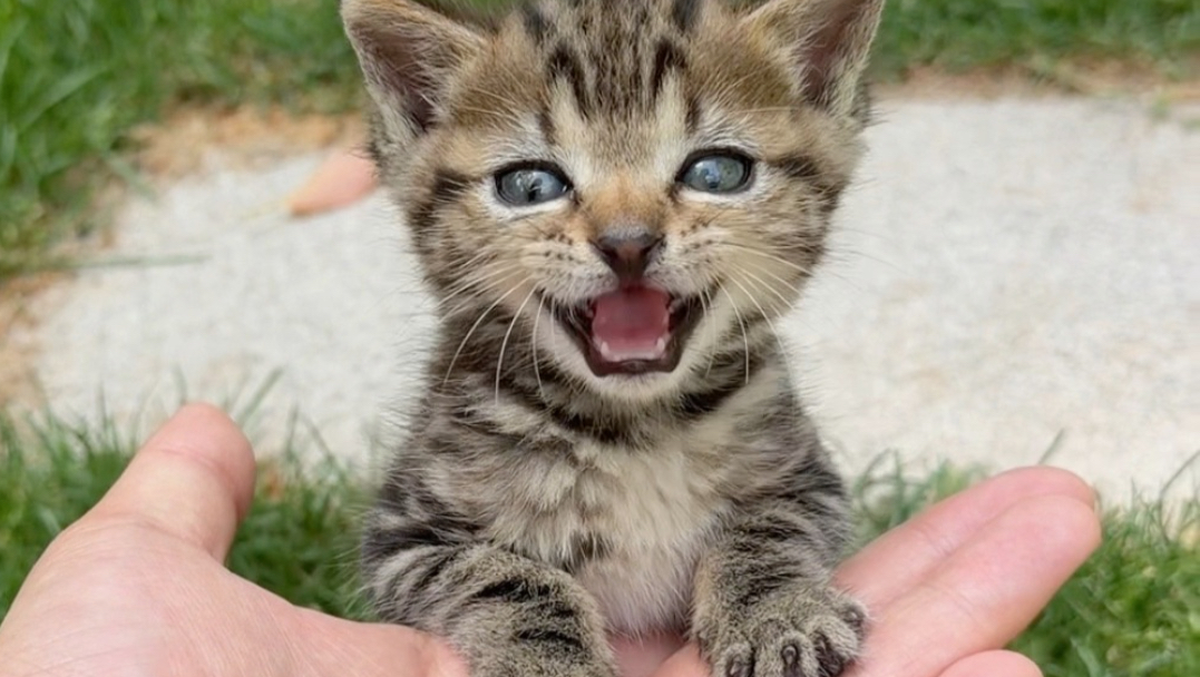 这是什么牌子的猫？