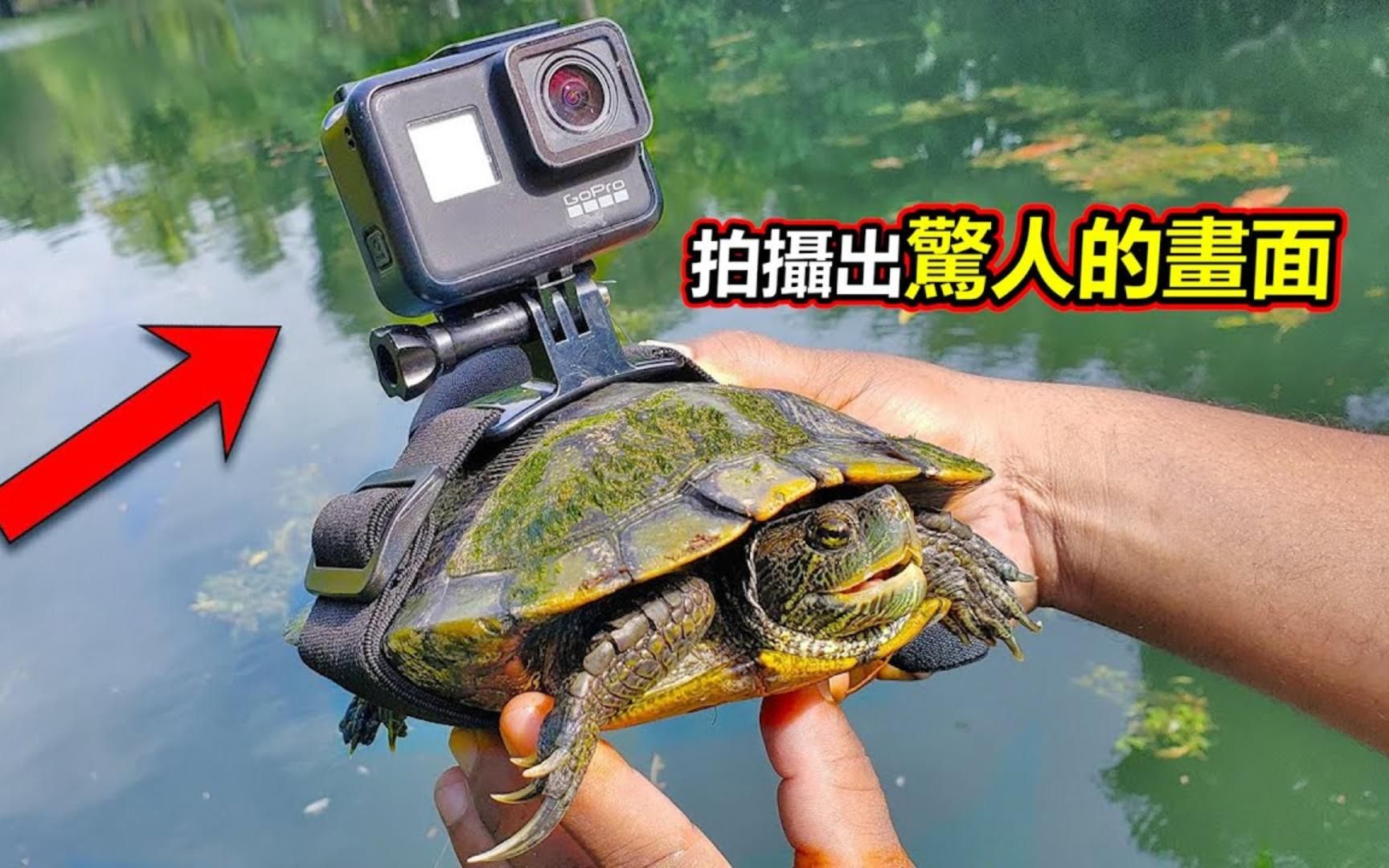 把摄像头绑在乌龟身上｜拍出惊人画面｜脑洞大开