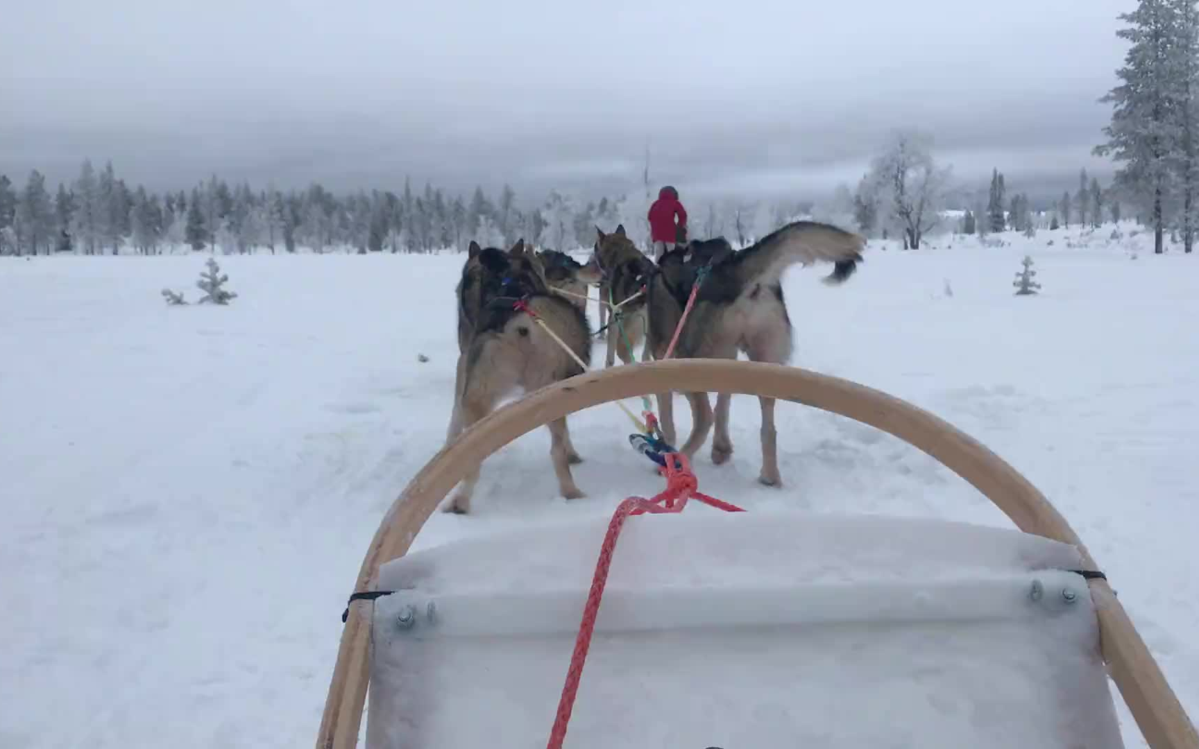 【芬兰】体验哈士奇拉雪橇（驾驶雪橇真是飞一般的体验，又冷又刺激）