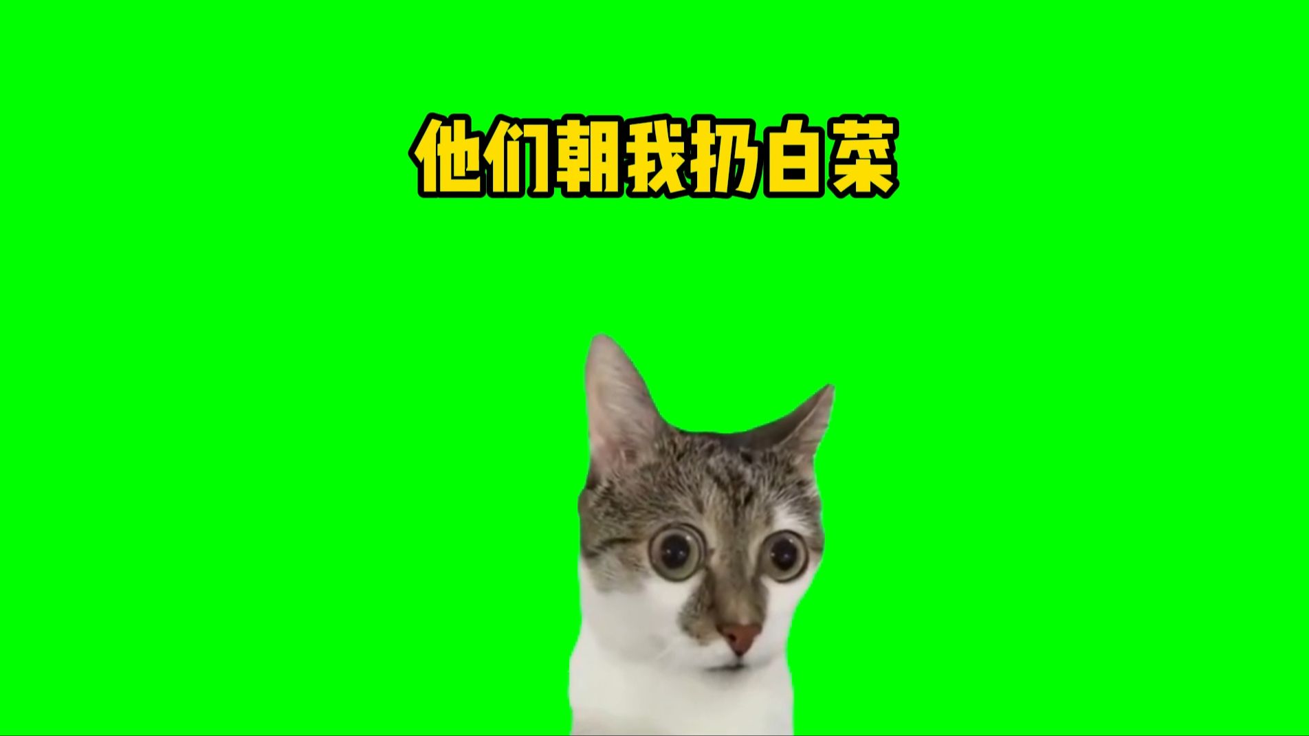 【高清】他们朝我扔白菜 我拿白菜炒盘菜猫meme绿幕素材