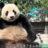 喜乐惨遭爆料黑历史，没想到天津的熊猫也那么搞笑