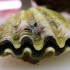 日本大厨切割一只巨型蛤蜊，这种蛤蜊市场价格达到了一百多美金！