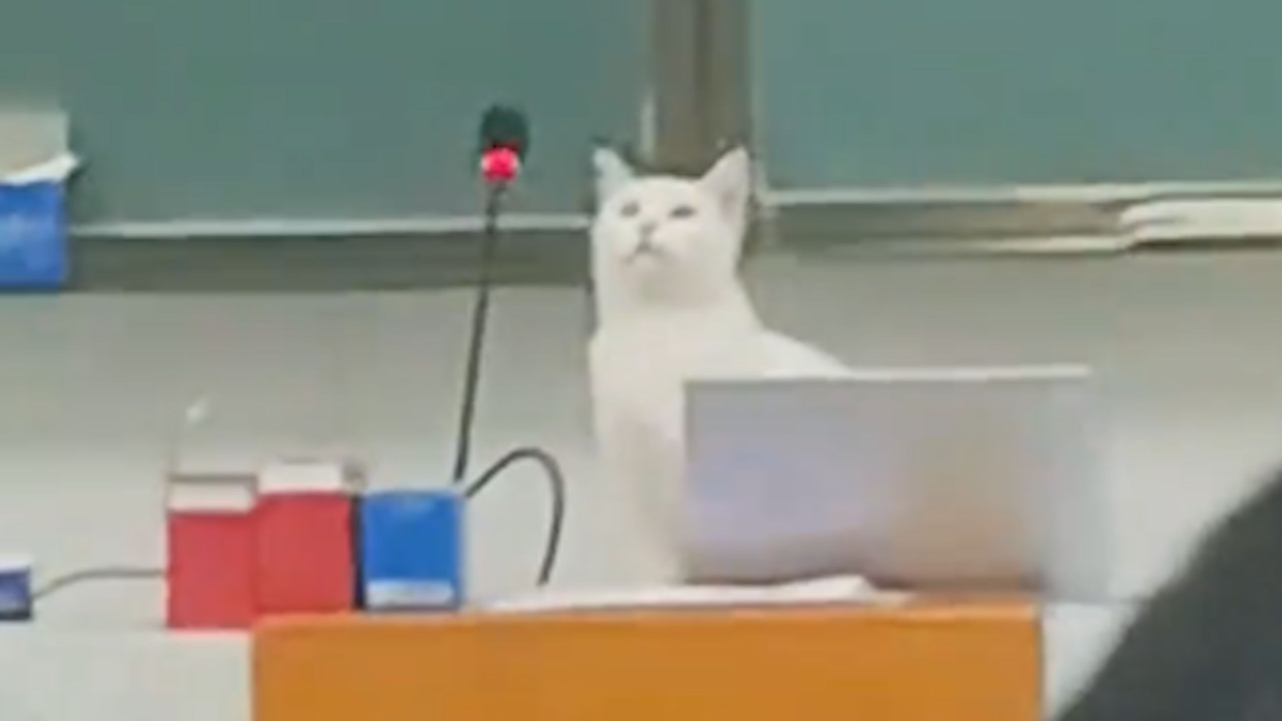 猫 中 有 善 口 技 者