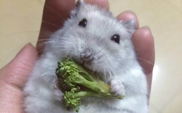 仓鼠一顿大概要吃多少量的仓鼠粮?-仓鼠一顿饭