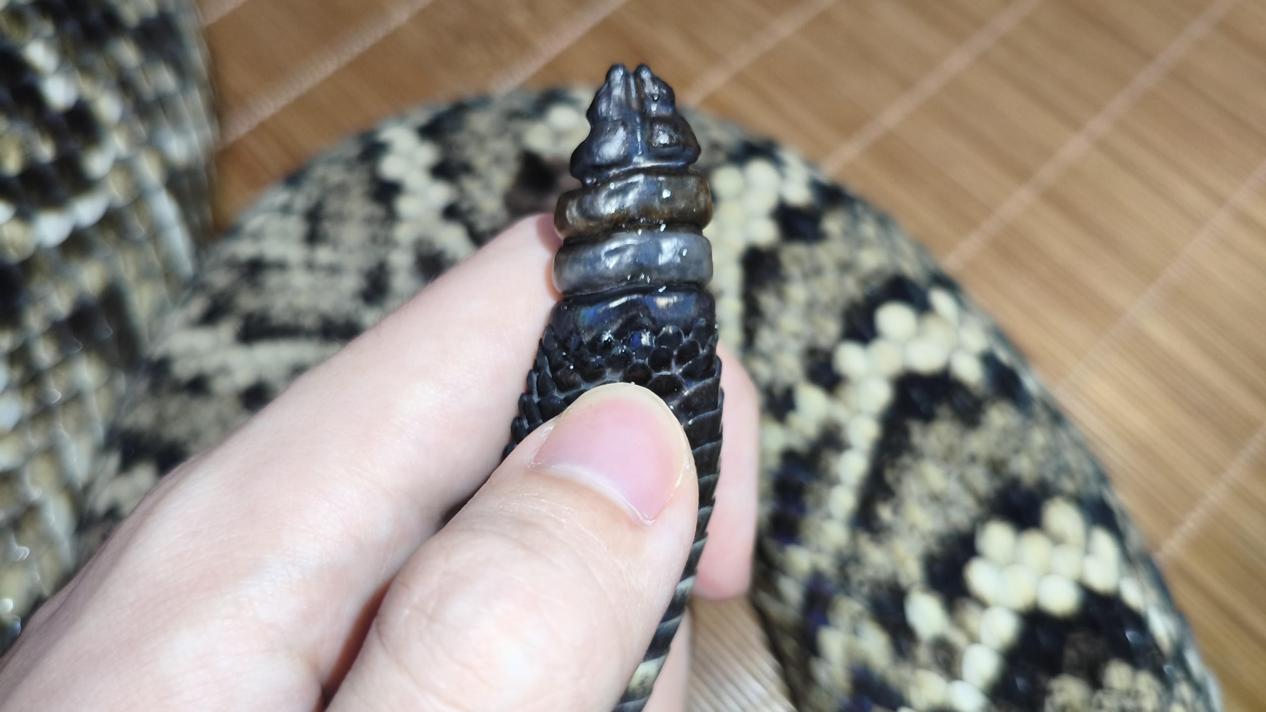 响尾蛇尾巴拆卸的结构和原理，我又来拔响尾蛇尾巴了