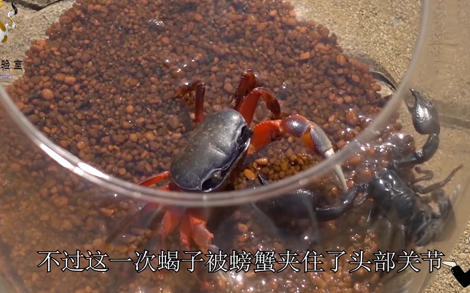 螃蟹和蝎子的两个大钳子谁更利害网友我的嘴更利害