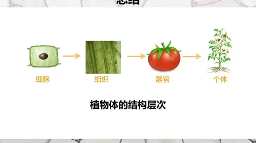 6植物体的结构层次