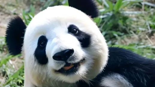 熊猫飞云的立体吃播