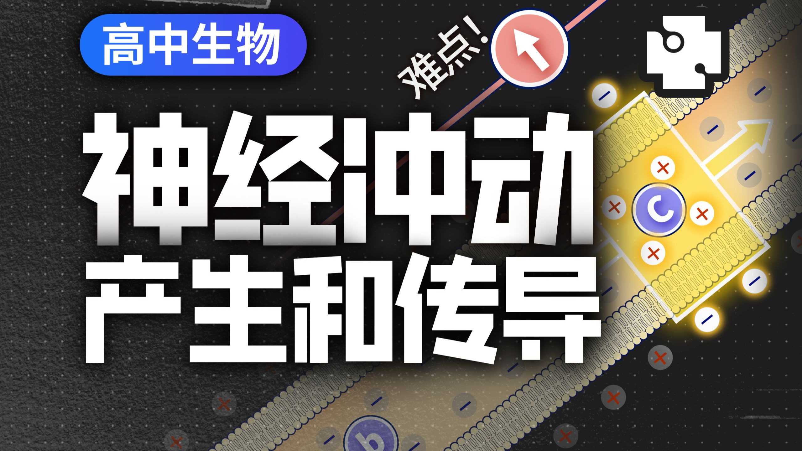【高中生物】选必一难点：神经上电流计指针偏转问题