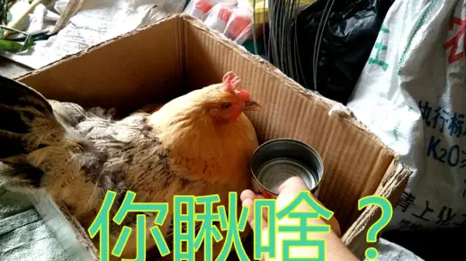母鸡直愣愣的瞅我，给我整的有点不自在了！东北鸡也会这一套了嘛？